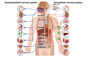 Das Autonome Nervensystem - Unser Unsichtbarer Helfer im Alltag
