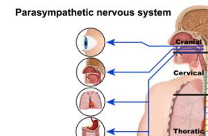 Parasympathikus: Der Schlüssel zur Ruhe und Regeneration